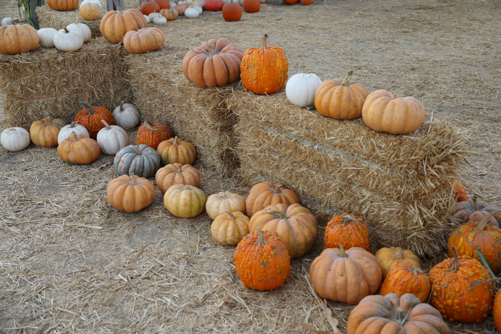 Pumpkin Patch Bakersfield, CA Canon Community