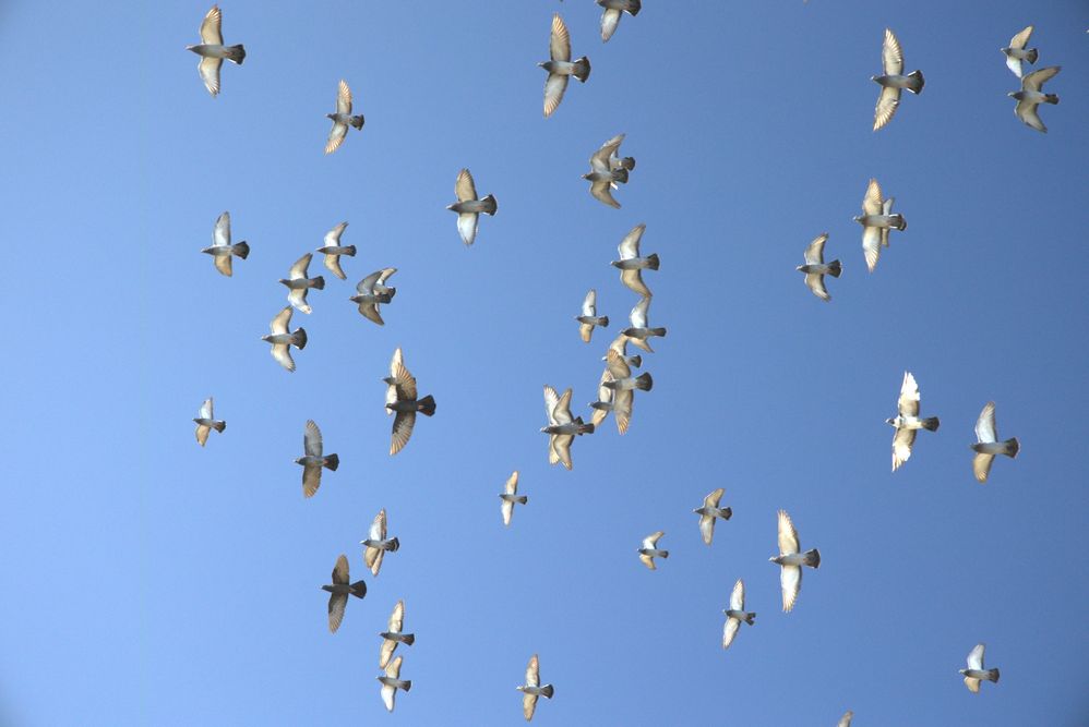 840KB Sample R6 full frame issue.jpg