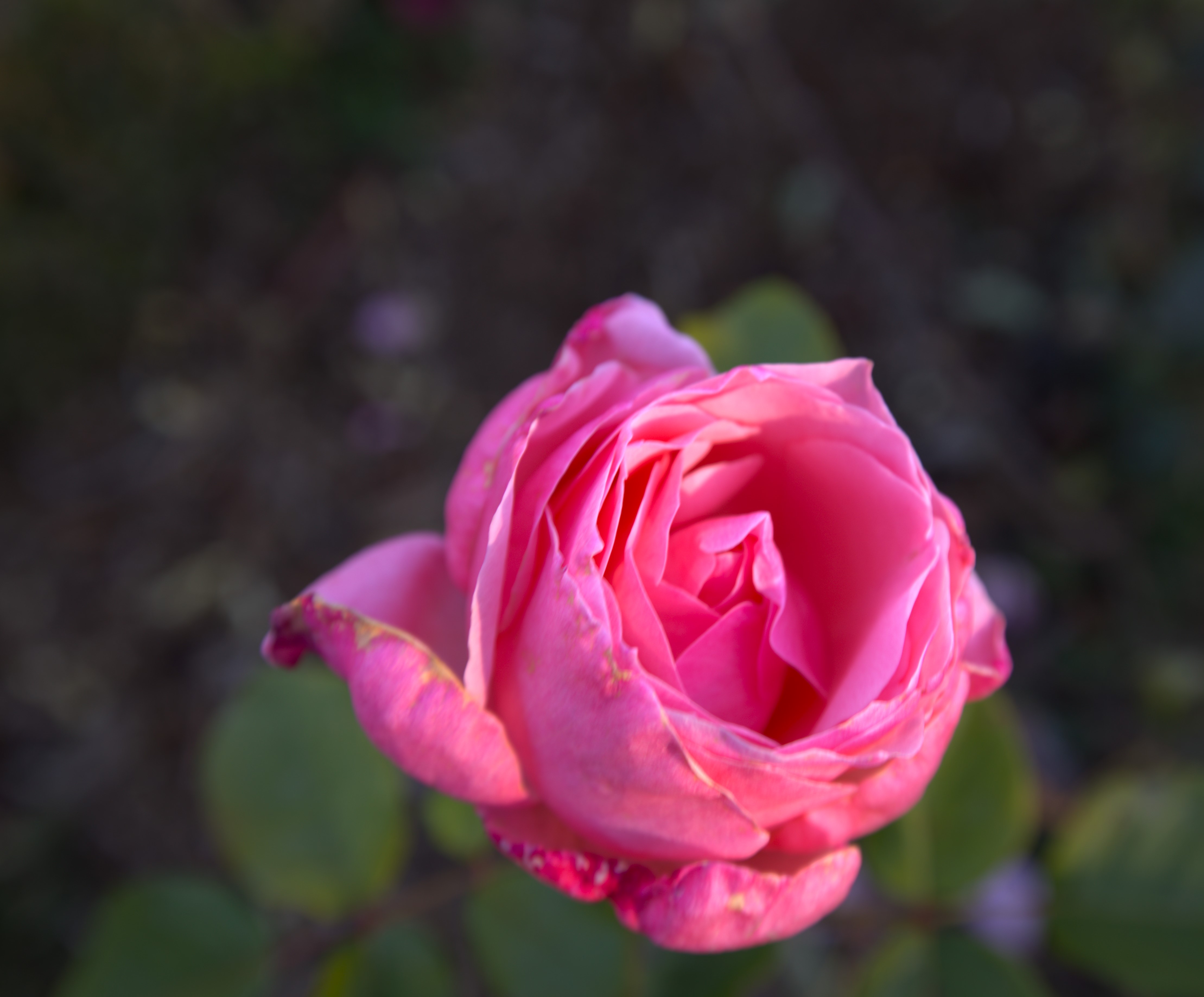 Canon fumigène Rose 13 cm