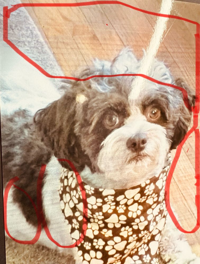 Canon printerTS8220 -horizontal lines.