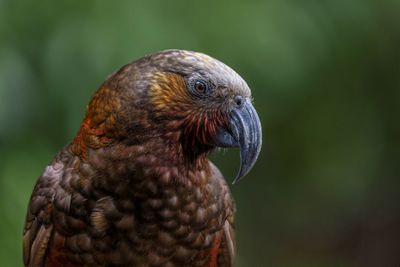 Cover: Kaka - Canon EOS R6, Sigma 60-600@475mm, f/6.3, 1/400sec, ISO-1600