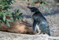 Feb: Little Blue Penguin - 80D, EF 100-400MkII@313mm, f/5.6, 1/200sec, ISO-640