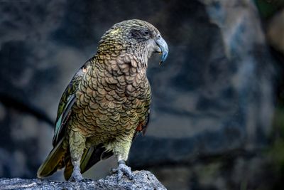 Kea - R6, RF 100-500@363mm, 1/320 Sec, ISO-3200,