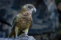 Kea - R6, RF 100-500@363mm, 1/320 Sec, ISO-3200,