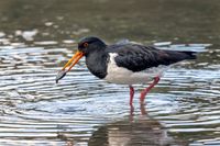 Oyster Catcher - R6, Sigma100-500mm f/6.3, 1/100sec, ISO-200