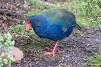 May: Takahe -