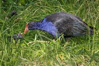 Sep: Pukeko - 7DII, EF 100-400MkII@263mm, f/8, 1/800sec, ISO-320