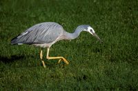 Oct: White-faced Heron: Fuji X-T4, Tamron 18-300@300, f/6.3, 1/550sec, ISO-160