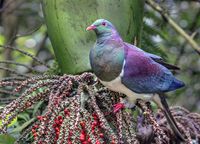 Nov: Kereru - 5DIV, Sigma 60-600@164mm, f/6.3, 1/160sec, ISO-1600