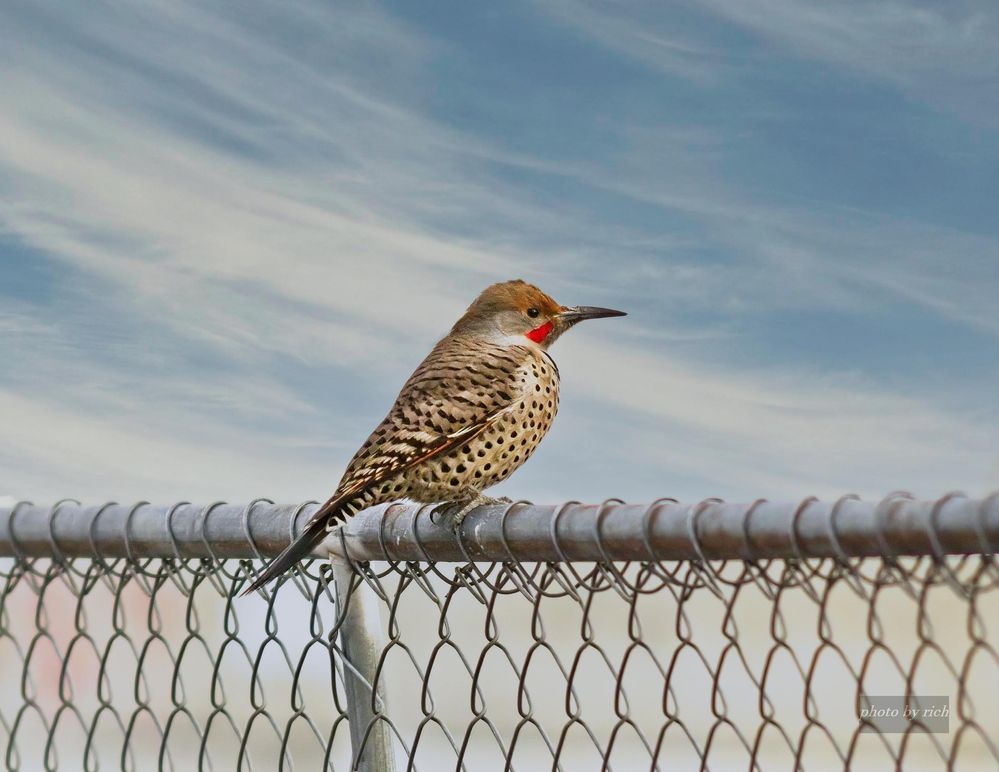 Flicker sitting on the Fence