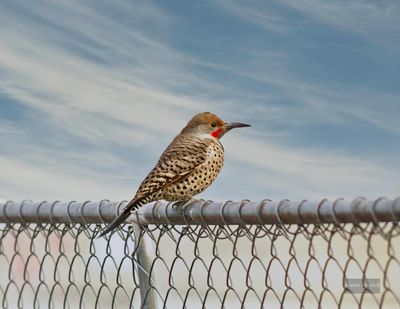 Northern Flicker 1.jpg