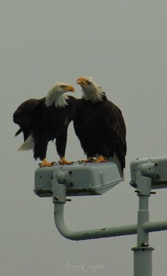 Bald Eagle Friends.jpg