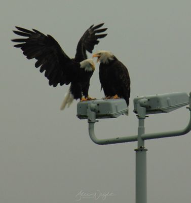 Bald Eagle Confrontation.jpg