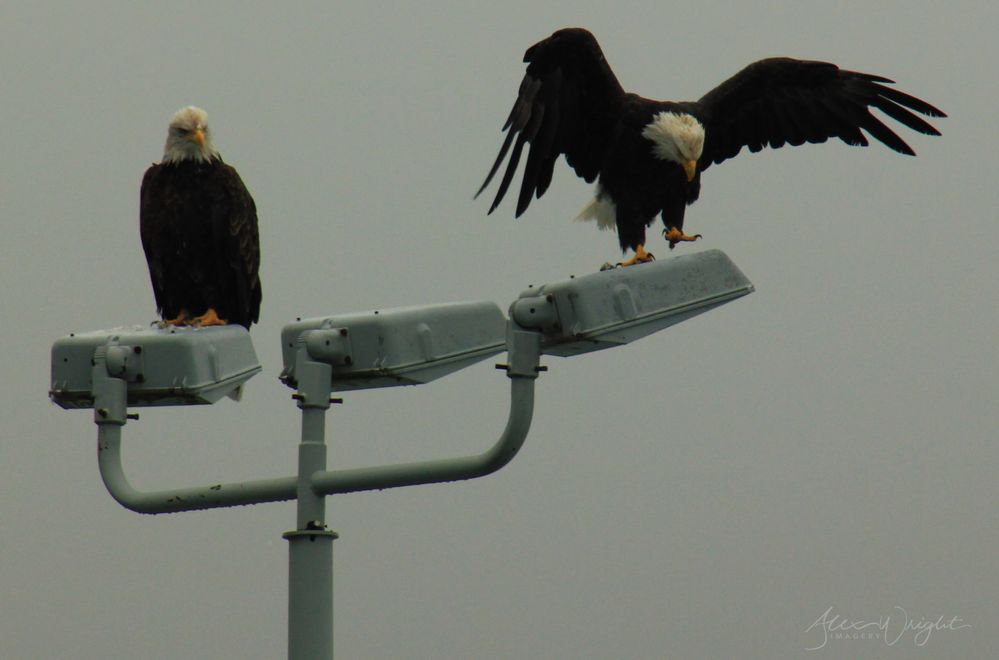 Bald Eagle Judgement.jpg