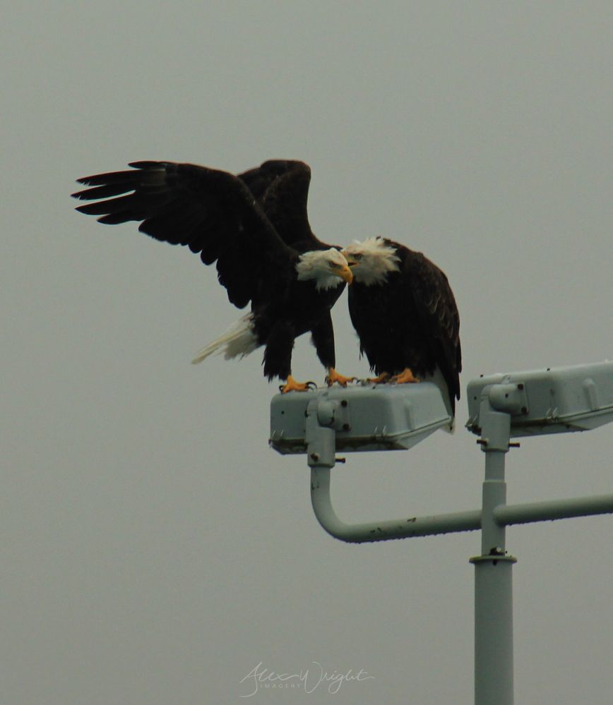 Bald Eagle Whispering.jpg