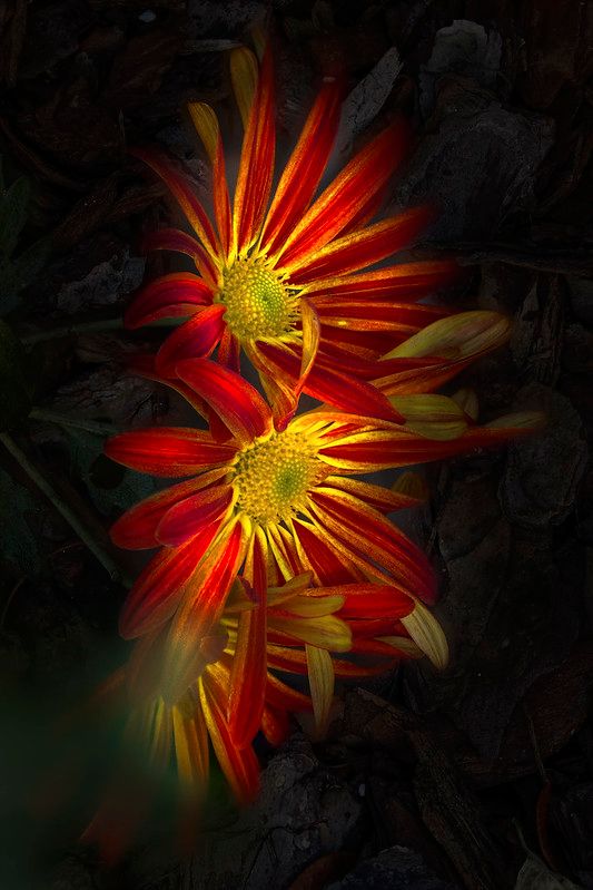 53367255704_f2c6bd6f9b_c