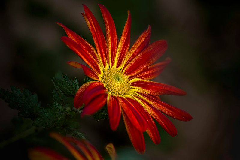 53366046652_c70d1bf9f5_c