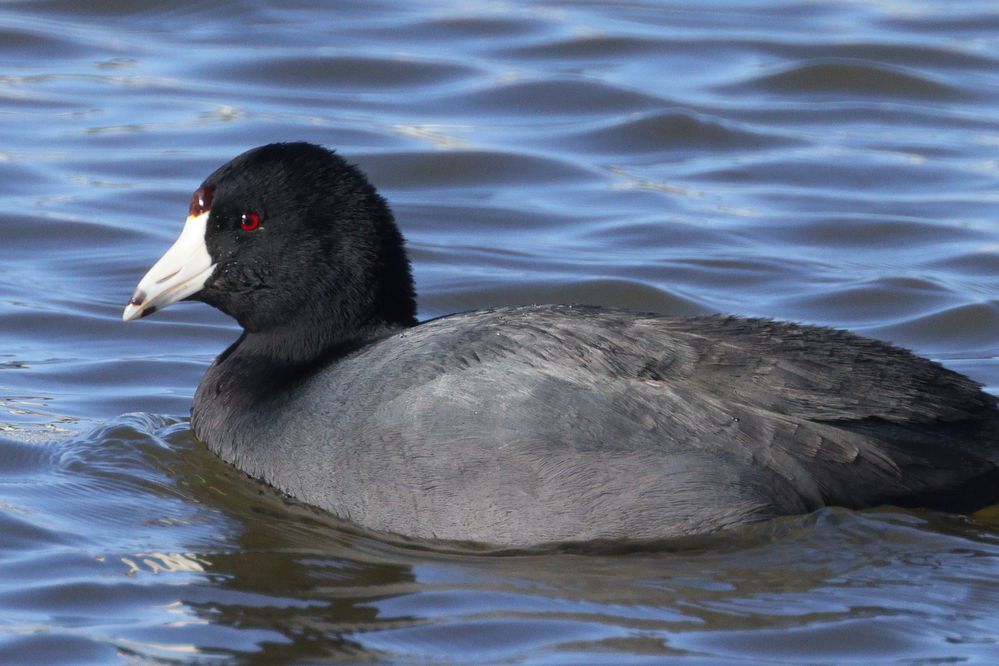 American Coot (Fulica americana) at Lake Thunderbird in Norman, Oklahoma, United States on December 6, 2023