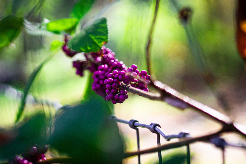 Beauty Berries - 50mm, F2.8, 1/4000, ISO 1600