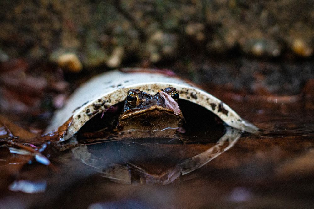 Gerald the toad - 50mm, F2.8, 1/4000, ISO 3200