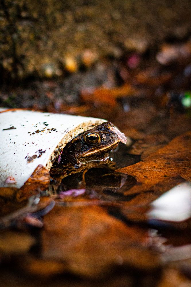 Gerald the toad - same settings different angle