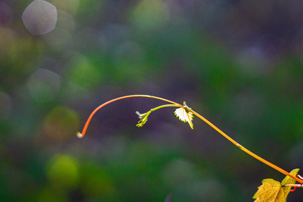 The sprig - 50mm, F2.8, 1/4000, ISO 2500