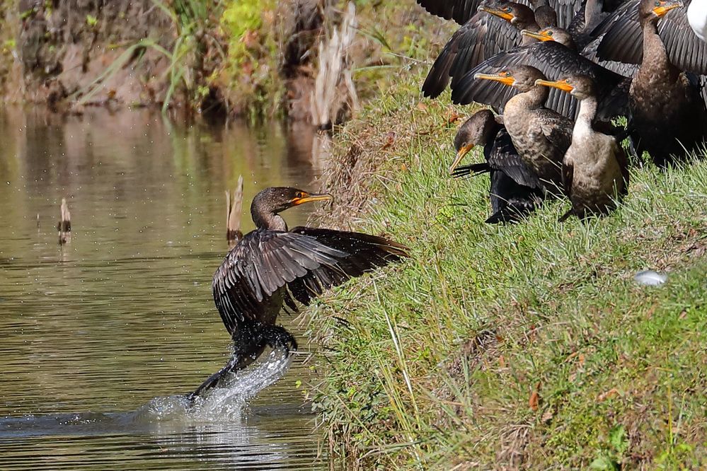 Double-crested Cormorants - 5D4 with EF 1.4X Extender.