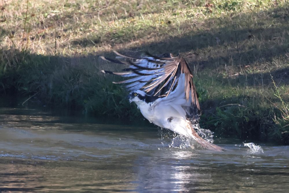 Osprey Splashdown.