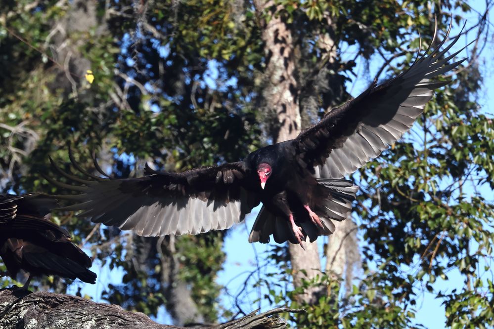 Turkey Vulture Liftoff.