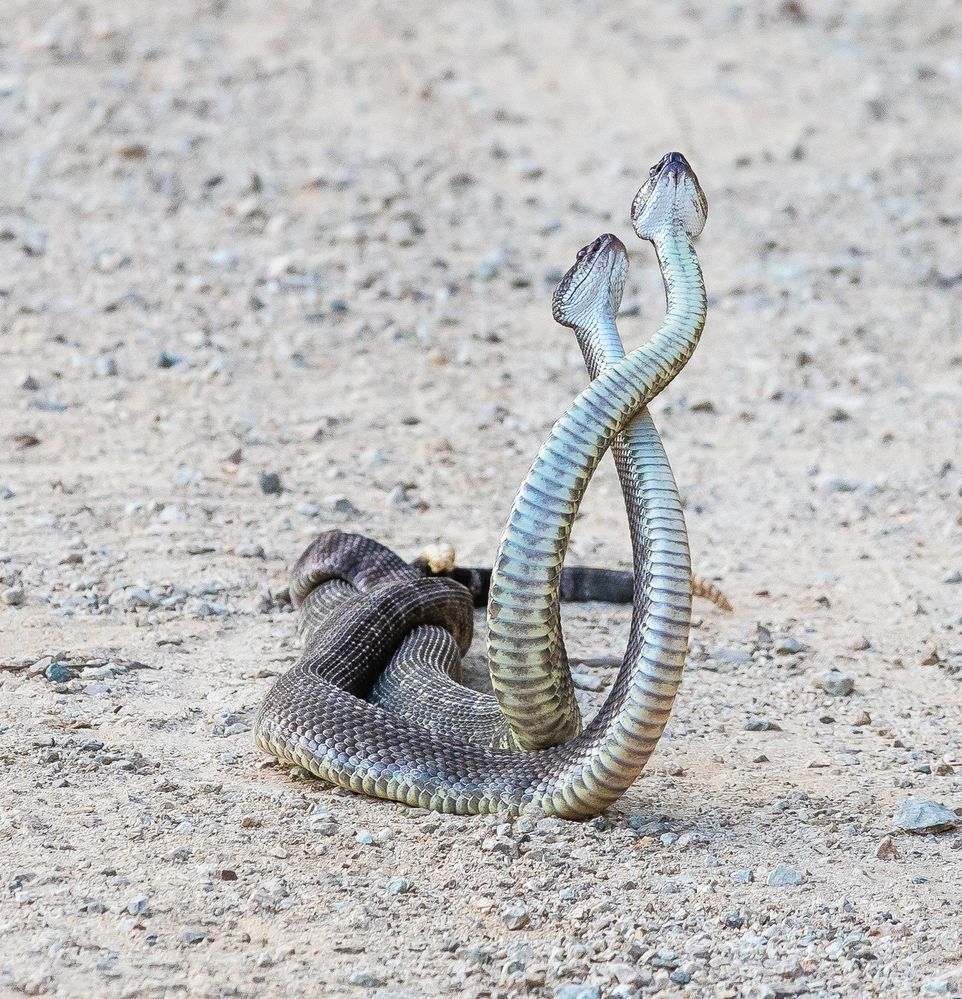 Mark_Christensen_Photography_Rattlesnakes_Fighting.jpg