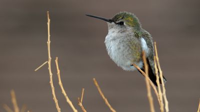 IMG_6596j.JPG