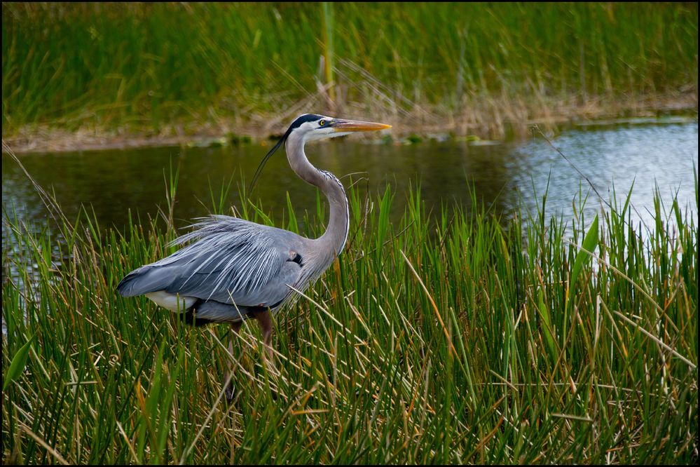 Marsh-Heron.jpg