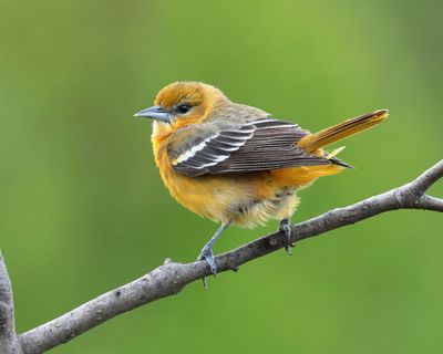 IMG_0297-gmic pen drw sml.JPG