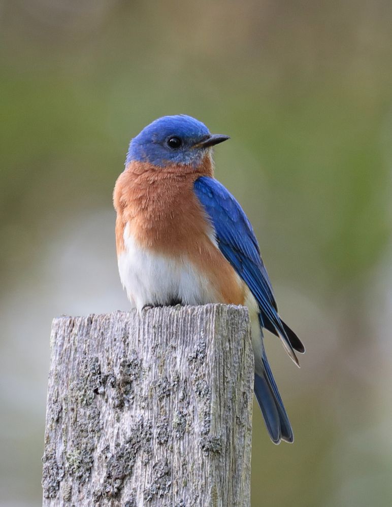 Bluebird