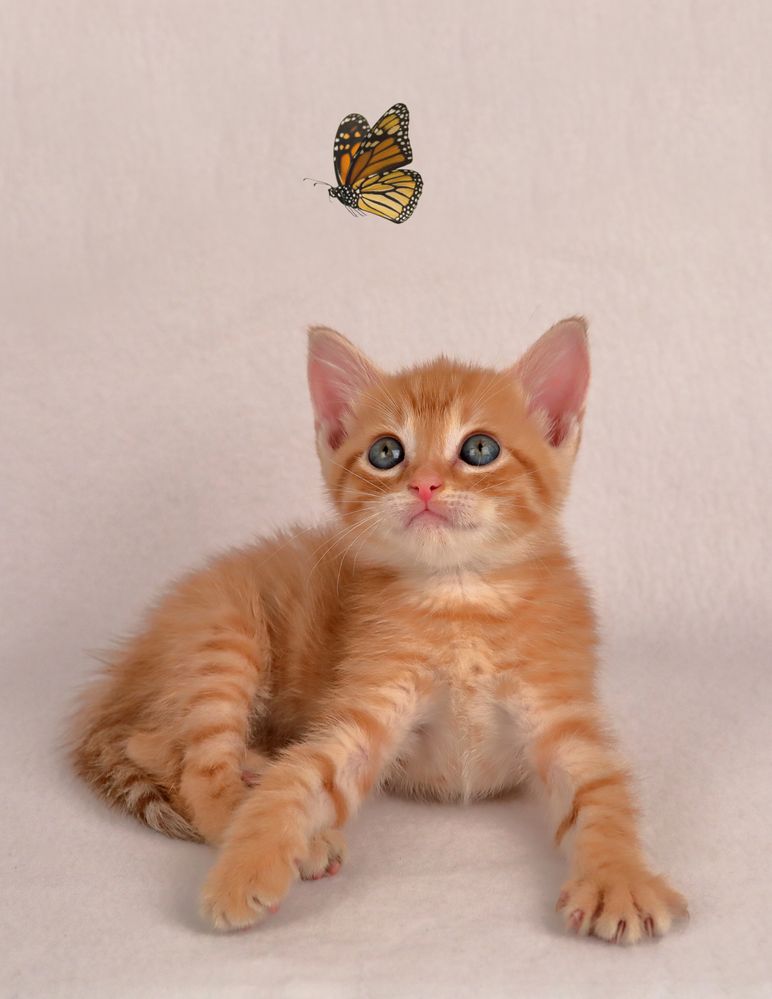 Cat and butterfly