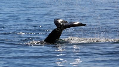 A grey whale prepares to sound