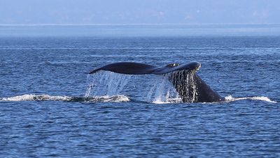 A large grey whale sounding.