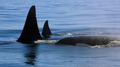 Up close with three Orcas