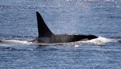 A male Orca cruises by - they have big dorsal fins