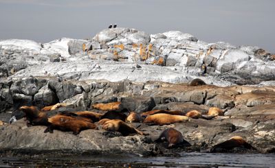 Sealions and Eagles.jpg