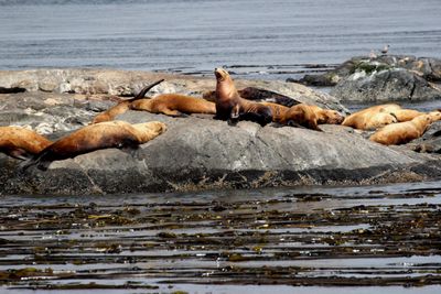 Sealions.jpg