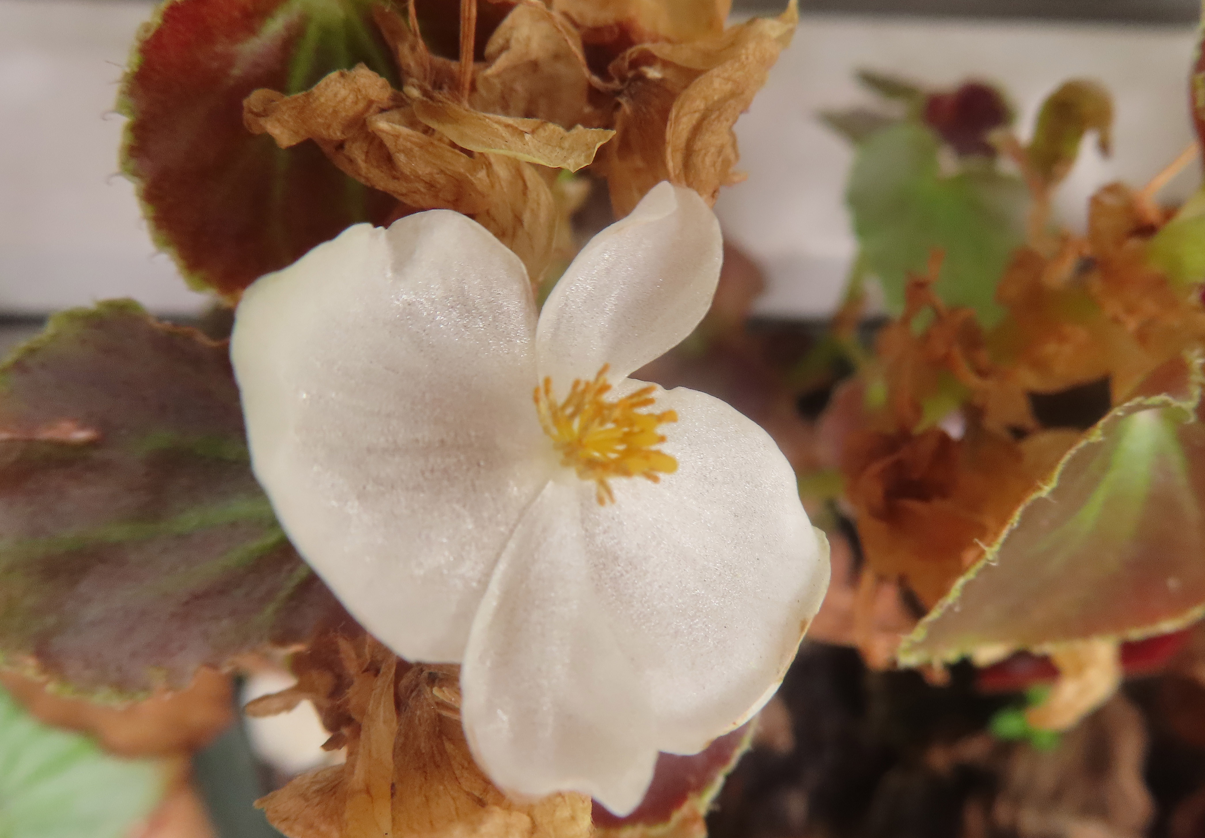 blurry photos on sx740 Canon Community