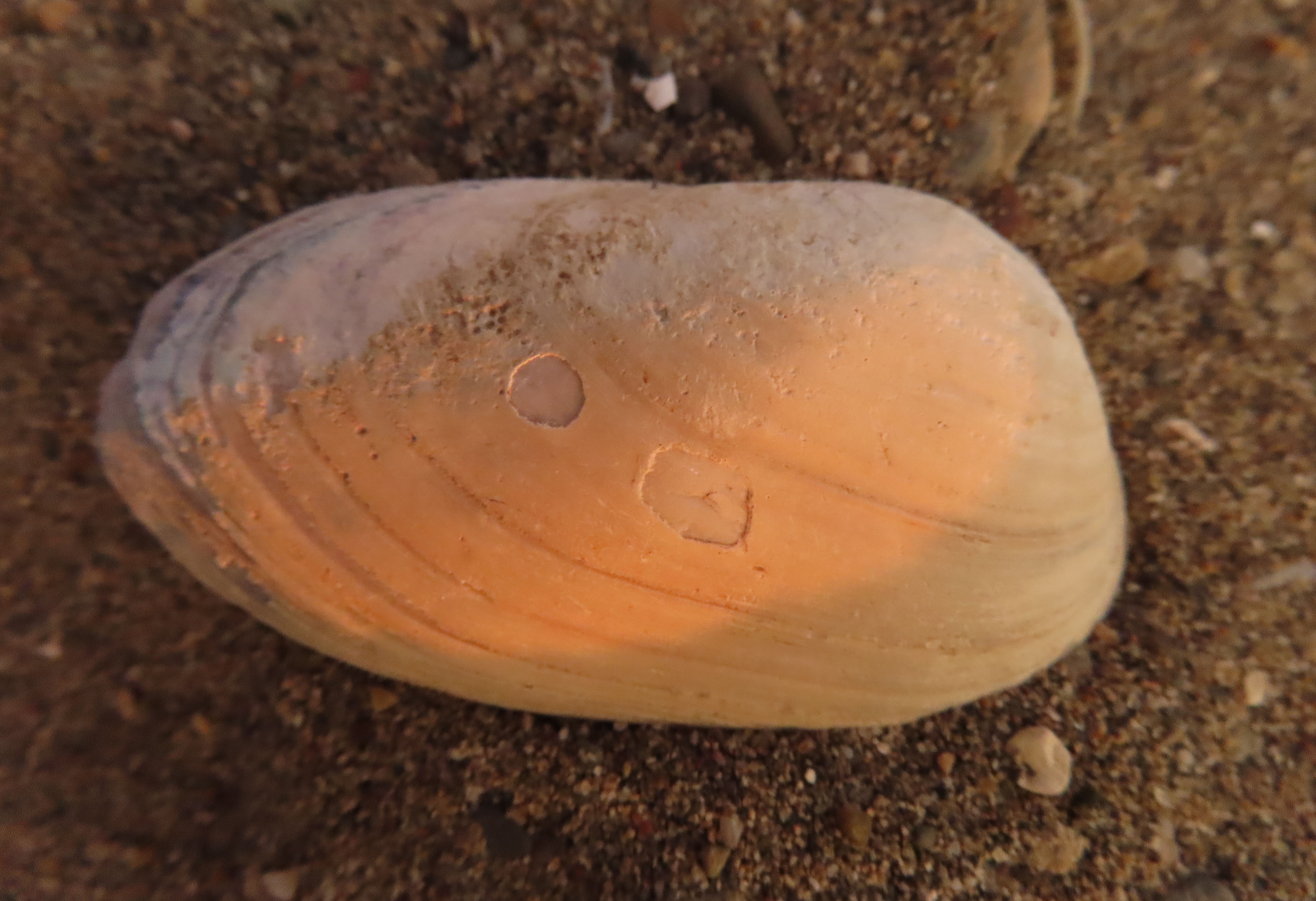 blurry photos on sx740 Canon Community