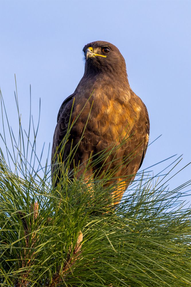 Redtail Portrait II