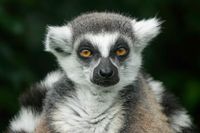 Lemur 485mm, f/8, 1/320sec, ISO-250