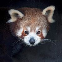 Red Panda RX10, 500mm, f/4, 1/30sec, ISO-250