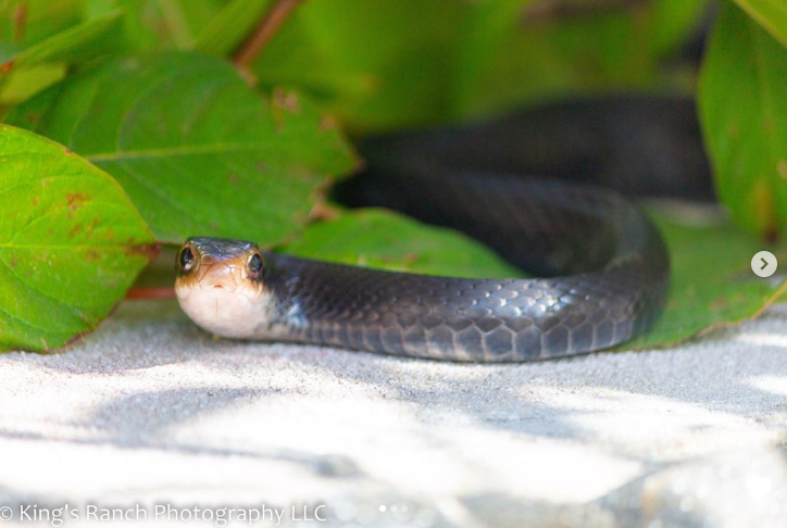 Screenshot 2024-01-11 105434.png