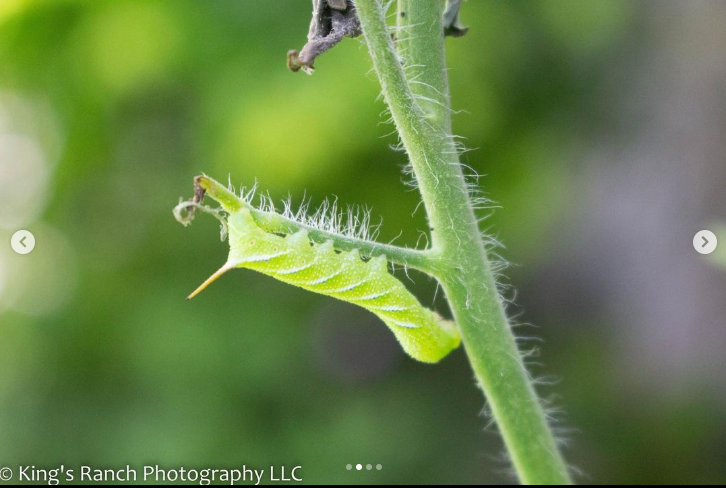 Screenshot 2024-01-11 105713.png