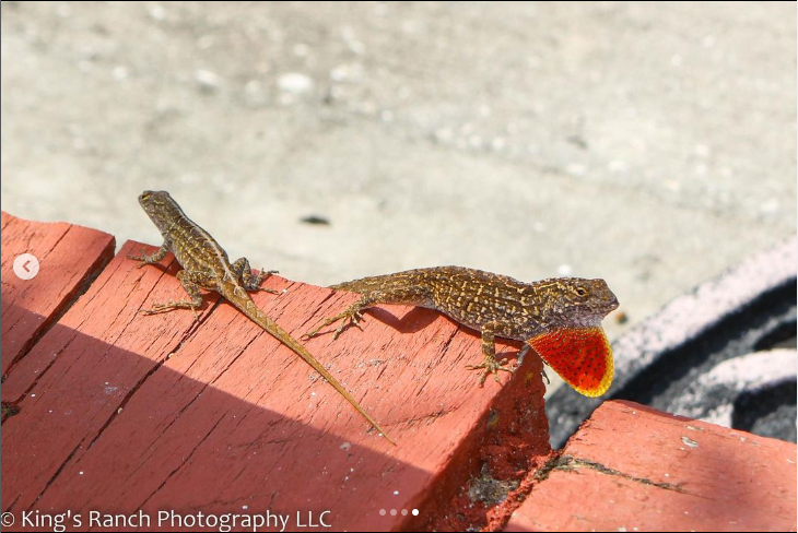 Screenshot 2024-01-11 105735.png