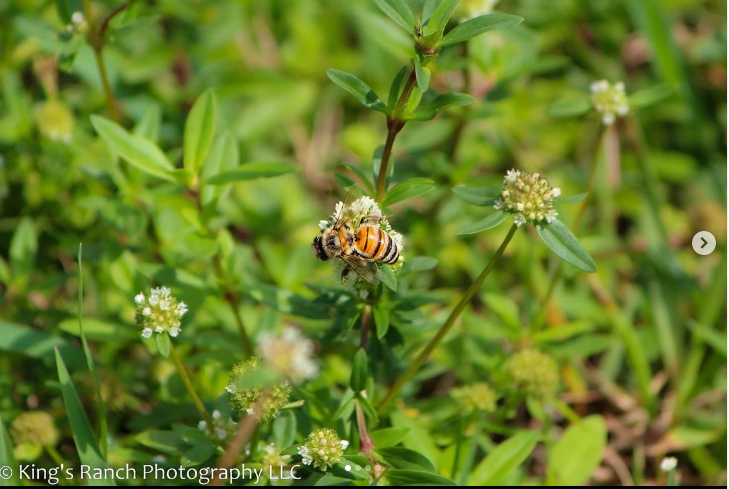 Screenshot 2024-01-11 105700.png